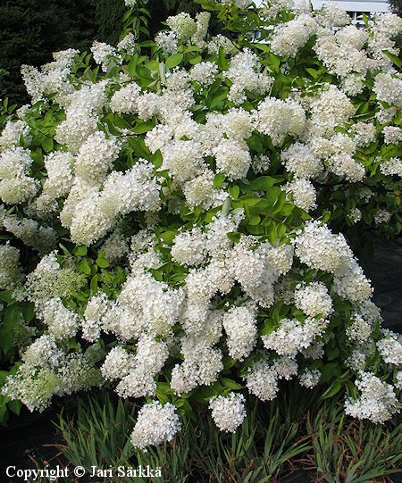 Hydrangea paniculata'Grandiflora'